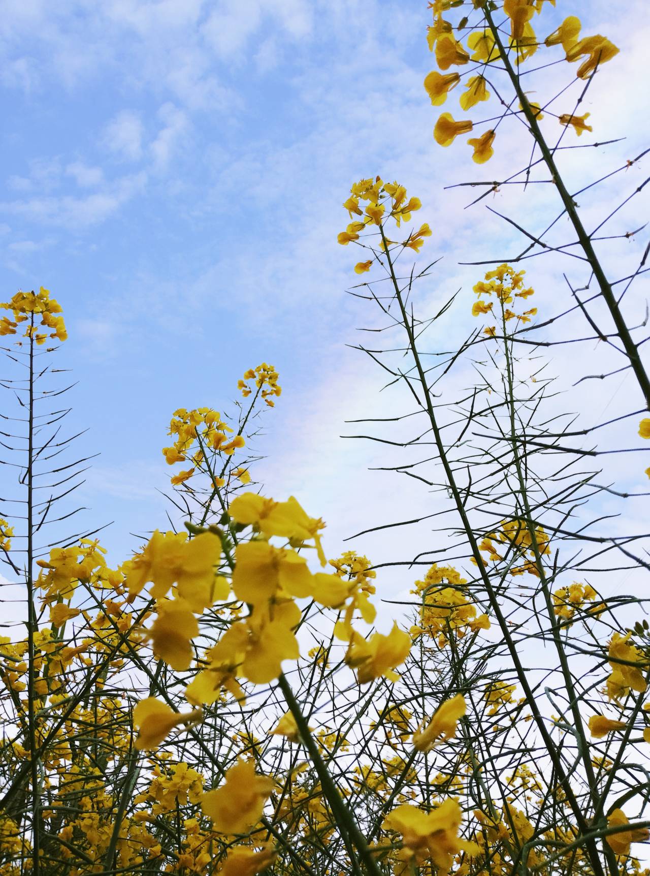 太阳成集团tyc122ccvip